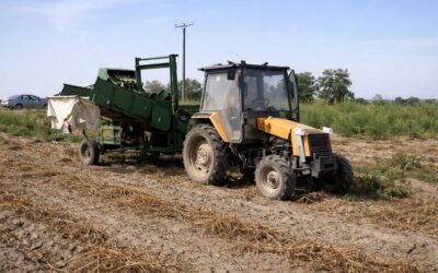 Producția de cartofi din România poate depăși 1,5 milioane de tone, dar importurile rămân ridicate