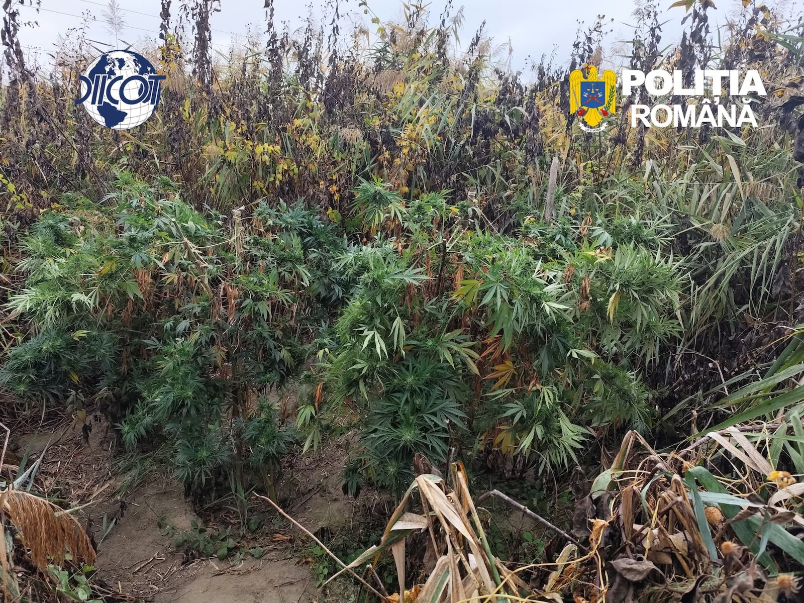 Cultură outdoor de canabis